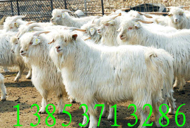 种羊养殖,养羊技术        山东鑫冉牧业是一级繁育供种推广基地